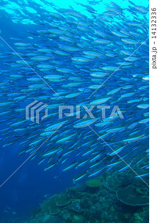 群れ 群れ 14132336