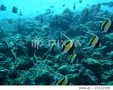 ツノダシの大群 ツノダシの大群 14132436