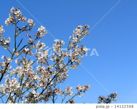 青い空と桜 14132508