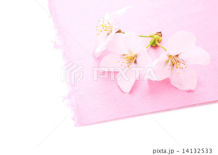 和紙の上の桜の花びら 14132533