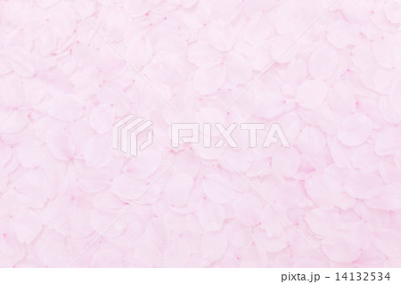 さくらの花びら〜一面 14132534