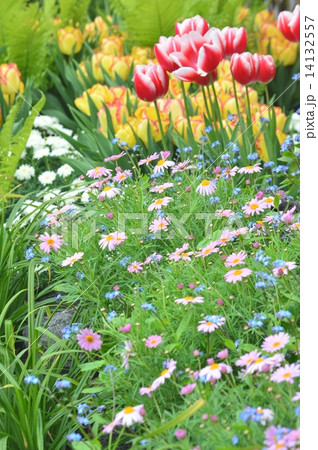春色の花壇 14132557