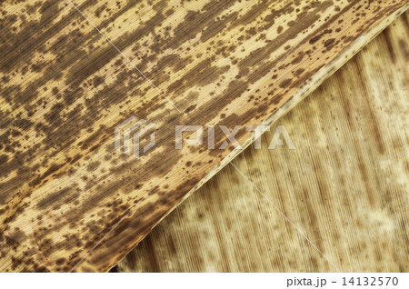 竹の皮 竹の皮 14132570