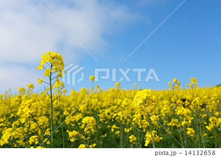 菜の花畑 菜の花畑 14132658