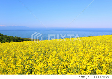 菜の花畑と海 菜の花畑と海 14132659