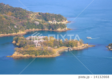 能島桜 能島桜 14132668