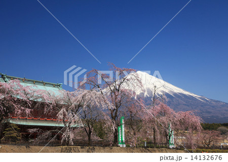 大石寺の桜 14132676