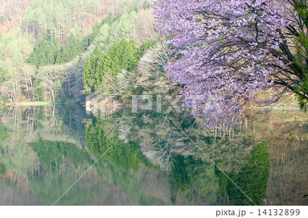 北アルプスの遅い春、長野県の仁科三湖、中綱湖の湖岸を彩る満開の桜が湖面に映る 14132899