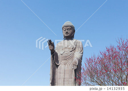 牛久大仏と梅の花 14132935