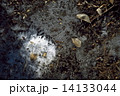霜柱 14133044
