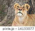 何だろう? 14133077