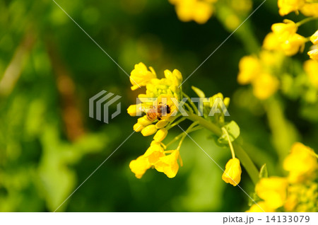 菜の花とミツバチ 14133079