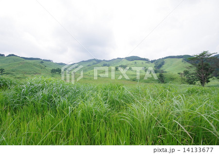 砥峰高原 14133677