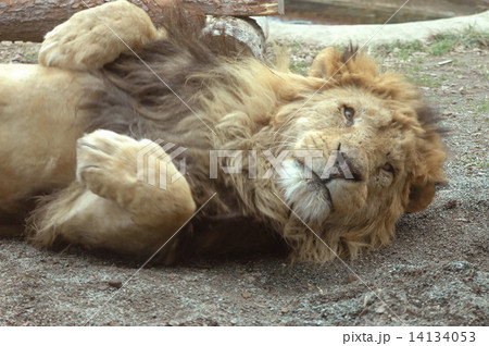 雄ライオン　寝そべり 14134053