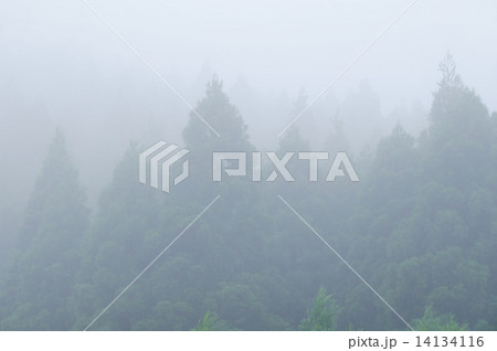 山霧 山霧 14134116