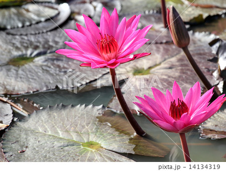 Lotus Lotus 14134319