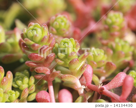 小さな多肉植物 14134430