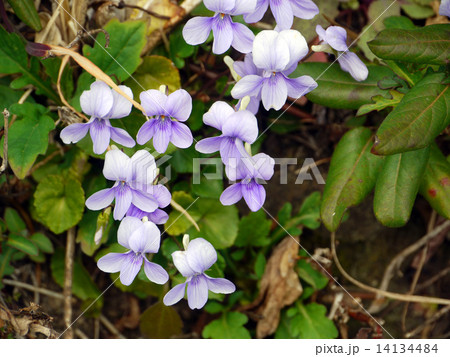 タチツボスミレ タチツボスミレ 14134484