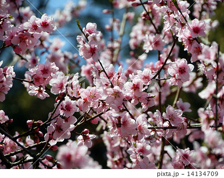 桃の花 14134709