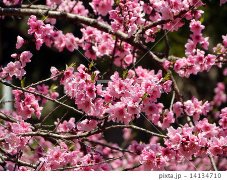 桃の花 桃の花 14134710