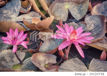 lotus pink flower lotus pink flower 14134736
