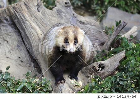 ニホンアナグマ ニホンアナグマ 14134764