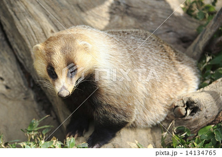 ニホンアナグマ 14134765