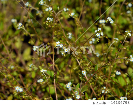 キュウリグサ キュウリグサ 14134798