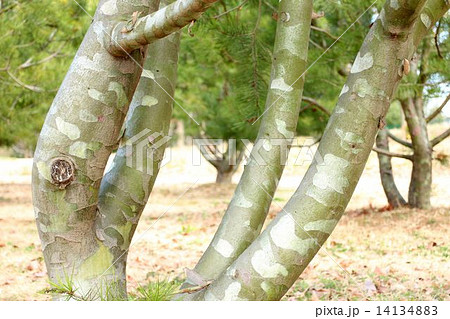 珍しいシロマツの幹 14134883