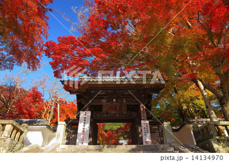 修善寺山門紅葉 14134970