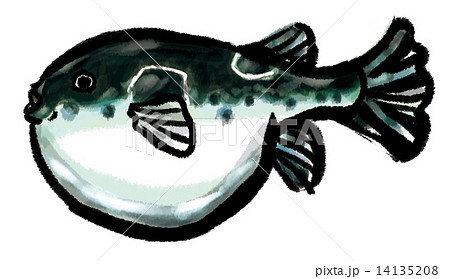 トラフグ 14135208