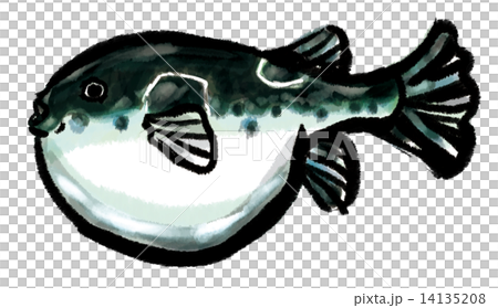 トラフグ 14135208