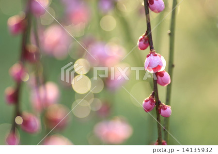 しだれ梅のつぼみ 14135932