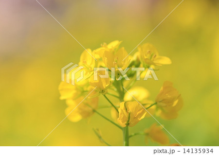 菜の花 菜の花 14135934