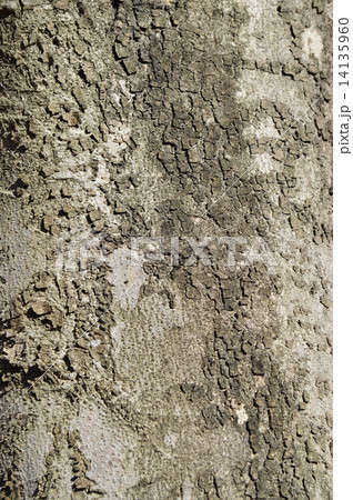 コブシ（辛夷） 14135960