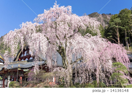 【春イメージ】山梨県　身延山 久遠寺の桜 14136148