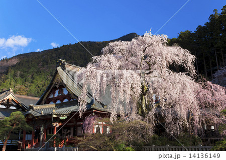 【春イメージ】山梨県 身延山 久遠寺の桜 14136149