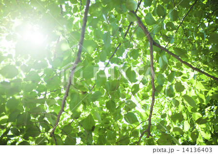 新緑 14136403