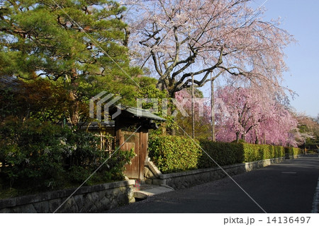 京都扇ダム界隈清流亭の桜風景 京都扇ダム界隈清流亭の桜風景 14136497