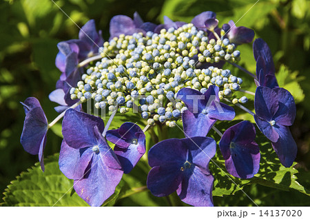 紫陽花 14137020