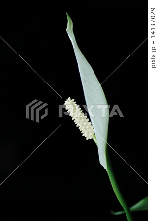 スパティフィラム 14137029