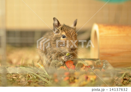 デグー 朝ごはんにうっとり デグー 朝ごはんにうっとり 14137632