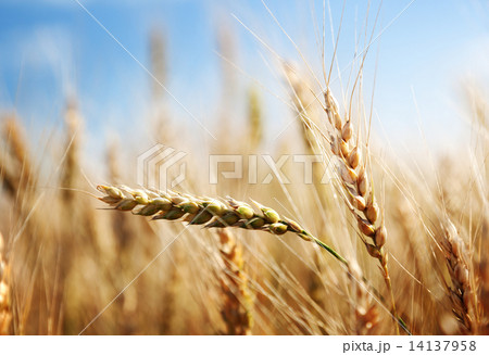 golden wheat field and sunny day 14137958