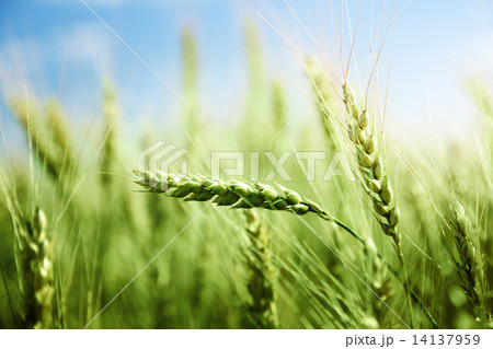 green wheat field and sunny day 14137959