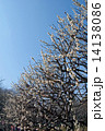 保土ヶ谷公園　梅まつり　縦 14138086