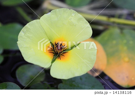 ミズヒナゲシ ミズヒナゲシ 14138116