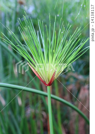 カミガヤツリ カミガヤツリ 14138117