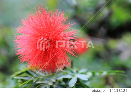 カリアンドラ 14138125