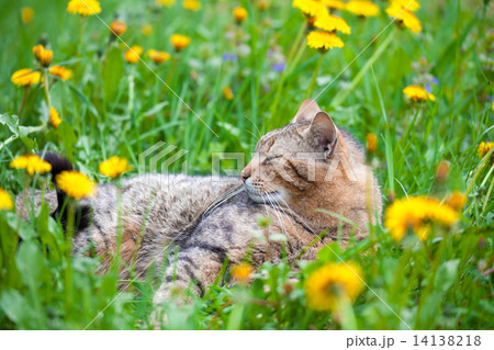 Cat have a rest on dandelion meadow Cat have a rest on dandelion meadow 14138218