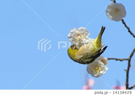 豊後梅とメジロ 14138429